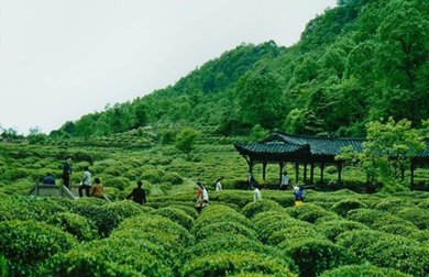 四川扶贫抓手致富出路茶旅融合推动产业转型升级
