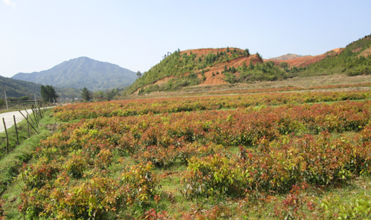 江西宁都将休闲农业作为旅游和农业转型升级的重要方向