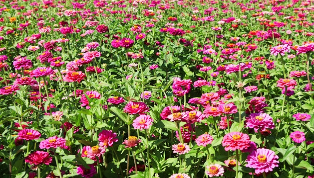 云南省花卉示范园区已成为了云南发展高原特色农业的一张名片