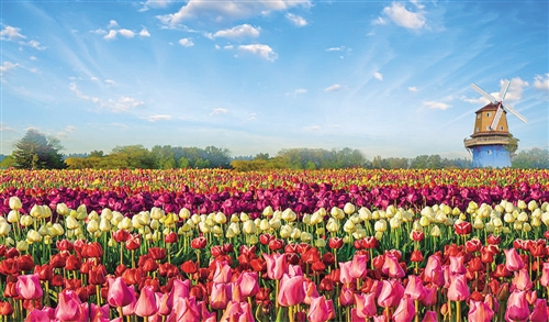 河南省鄢陵县花木扶疏 养老产业应运而生