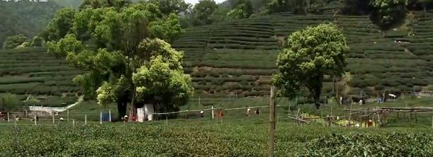 中国茶产业大有可为