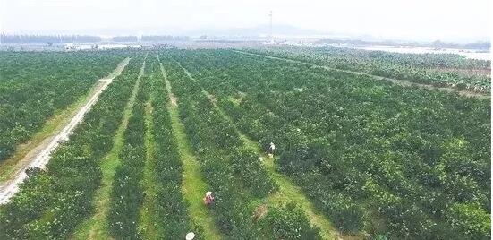 江门市目前正在加紧制定《关于推进乡村振兴战略的实施意见》