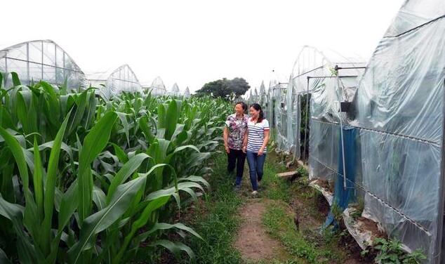 乡村振兴发展：家庭农场申请指南