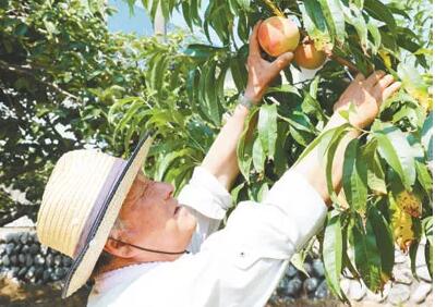 日本乡村振兴举措：农业和农村改革有两条路径