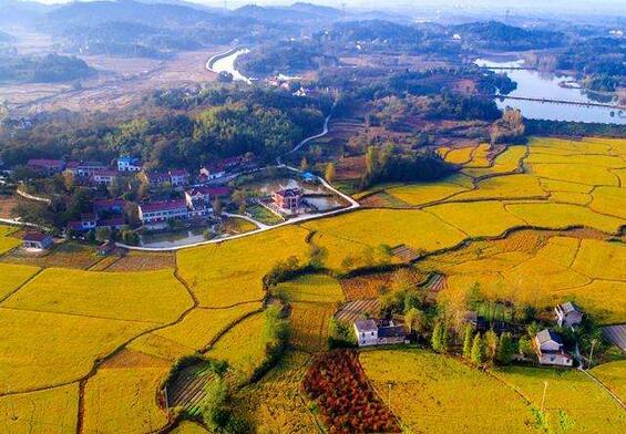 叶乃兵：把课堂搬到田间地头，把学问做到乡村振兴实践中
