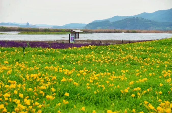 七孔桥花海露营地