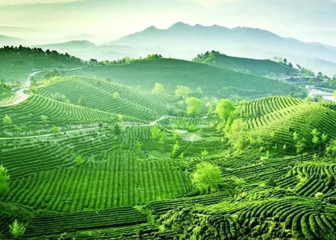 乡村振兴背景下大悟县茶产业链发展路径研究