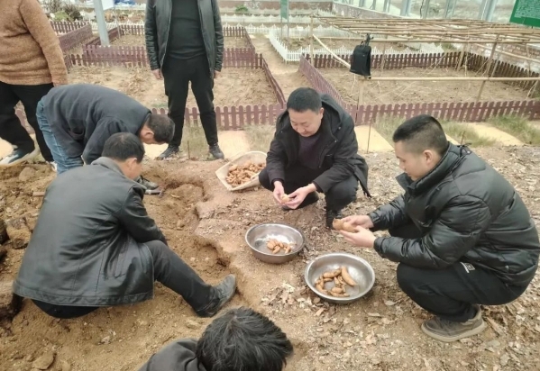 陕西汉中略阳县大力发展天麻产业促进乡村全面振兴 陕西汉中略阳县大力发展天麻产业促进乡村全面振兴
