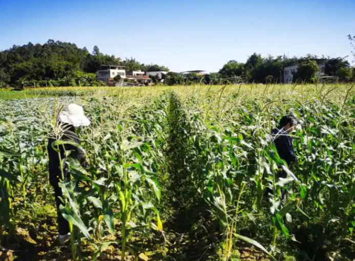 2026年重点流域农业面源污染综合治理种植业污染防治工程项目申报指引
