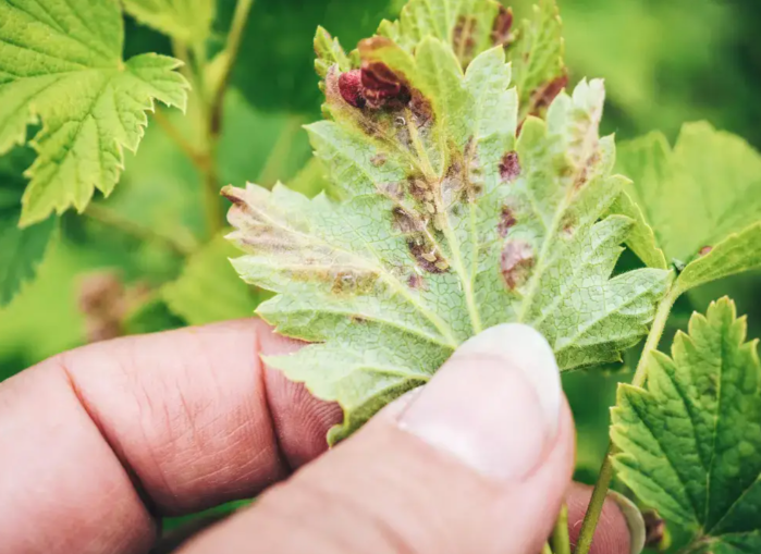 国家农作物病虫疫情监测预警能力建设项目储备申报中央预算资金指南 国家农作物病虫疫情监测预警能力建设项目储备申报中央预算资金指南