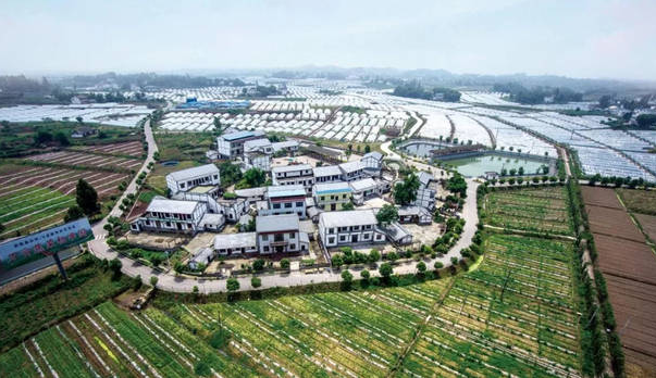 白坪飞龙乡村振兴示范区规划,白坪飞龙乡村产业振兴