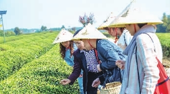 岳阳市把黄茶作为全市茶叶产业发展的主攻方向