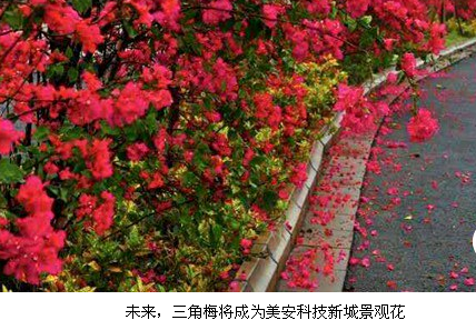 高新区美安科技新城是海口新打造的开发园区 借力开展服务社会投资百日大行动