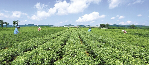 现代特色农业产业示范区建设有力地推动当地农业产业化