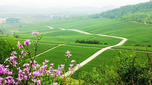 “田园综合体”是与“乡村旅游产业”相辅相成的存在