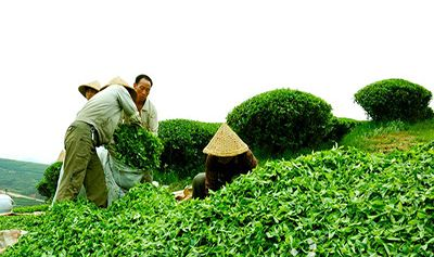 浙江省丽水市松阳县就茶产业转型升级进行专题研讨
