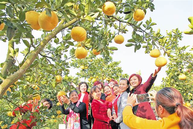 培育新型经营主体　发展都市休闲农业