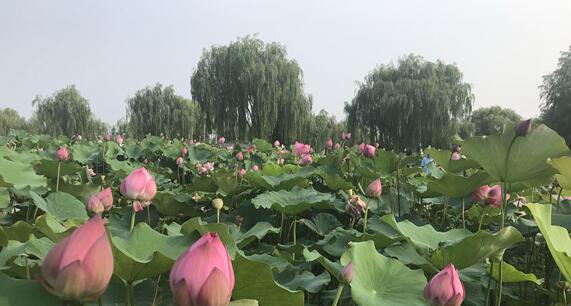 白洋淀：全力打造雄安新区旅游产业创新发展示范区