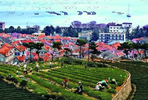 青岛乡村振兴：打造乡村振兴齐鲁样板排头兵