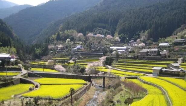 中国乡村振兴市场局势如何