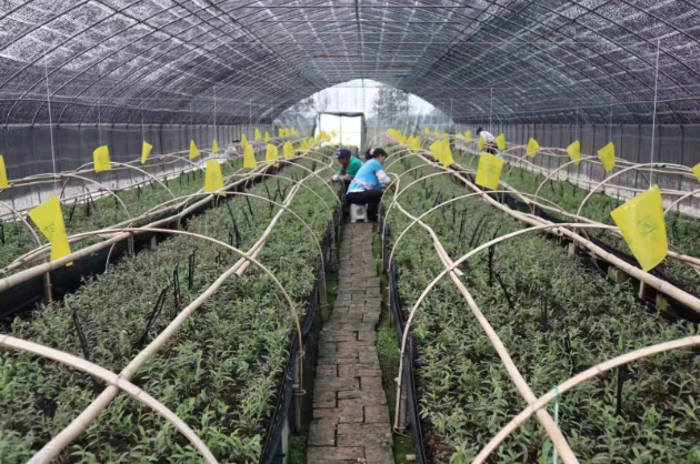 德州市首个中医药产业专项规划正式出炉 到2025年产业链将突破25亿元 德州市首个中医药产业专项规划正式出炉 到2025年产业链将突破25亿元