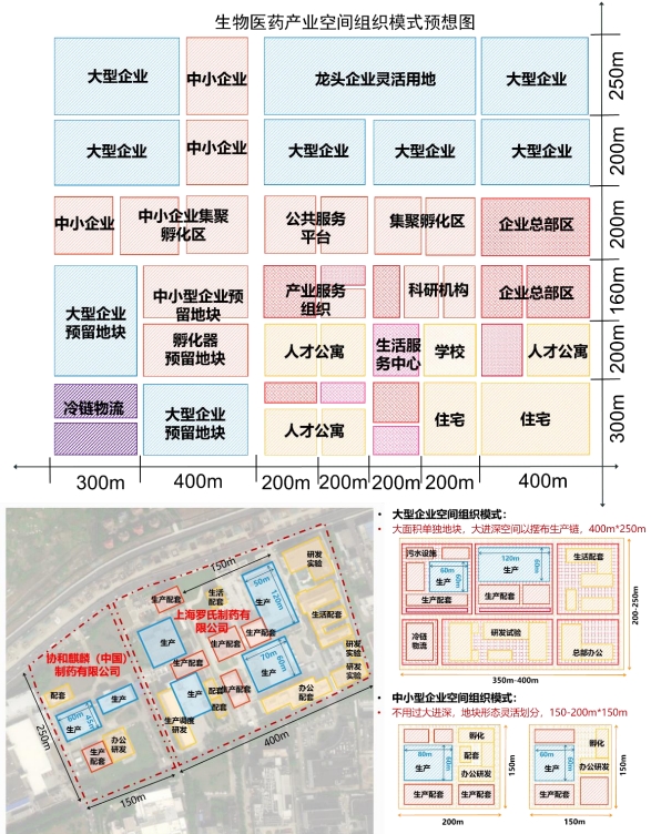 生物医药产业园及大中小型企业空间组织