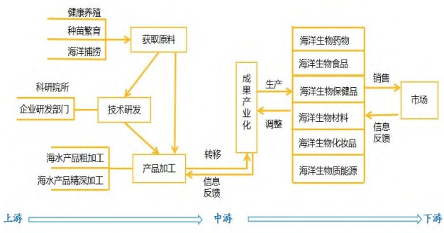 海洋生物产业链条示意图