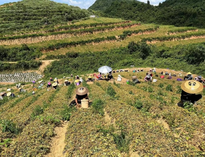 生态视角下贵州中药产业发展现状及问题